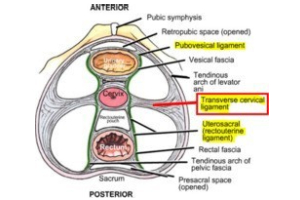 Anatomy of Genital Tract