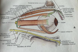 Eye Image