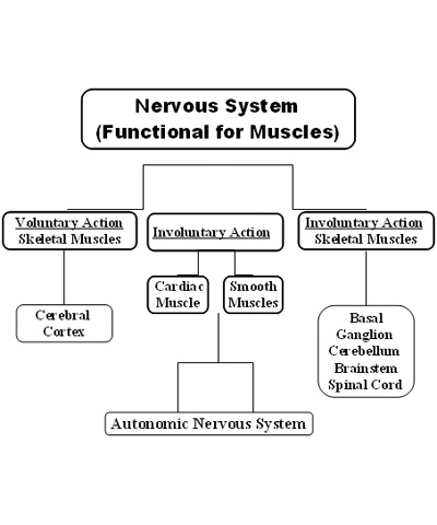 Neervas System