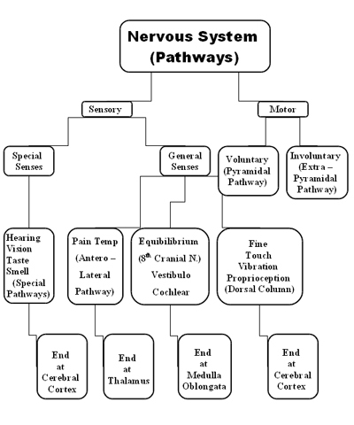 Neervas System