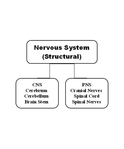 Neervas System