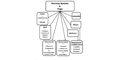 Nervous System & Yoga