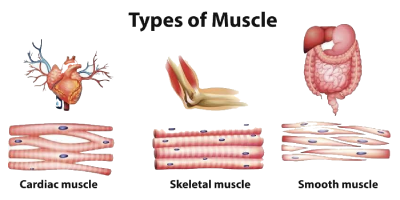 Types of muscle